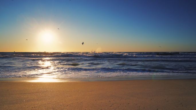 海滩上的日出。海沙滩鸟