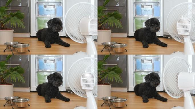 在炎热的夏天，狗躺在冰箱前吹风扇