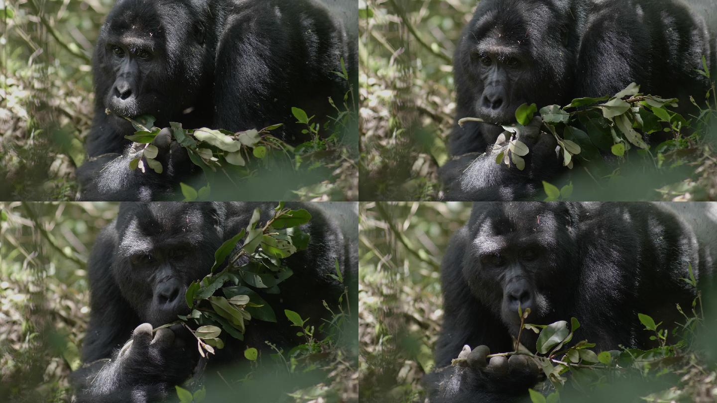 野生大猩猩野外吃草树叶动物园