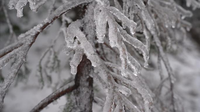 4K挂满晶莹冰雪的树枝 立冬素材