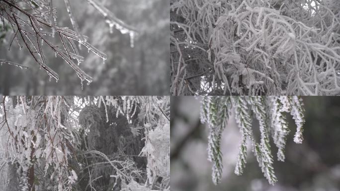 4K挂满晶莹冰雪的树枝 立冬素材