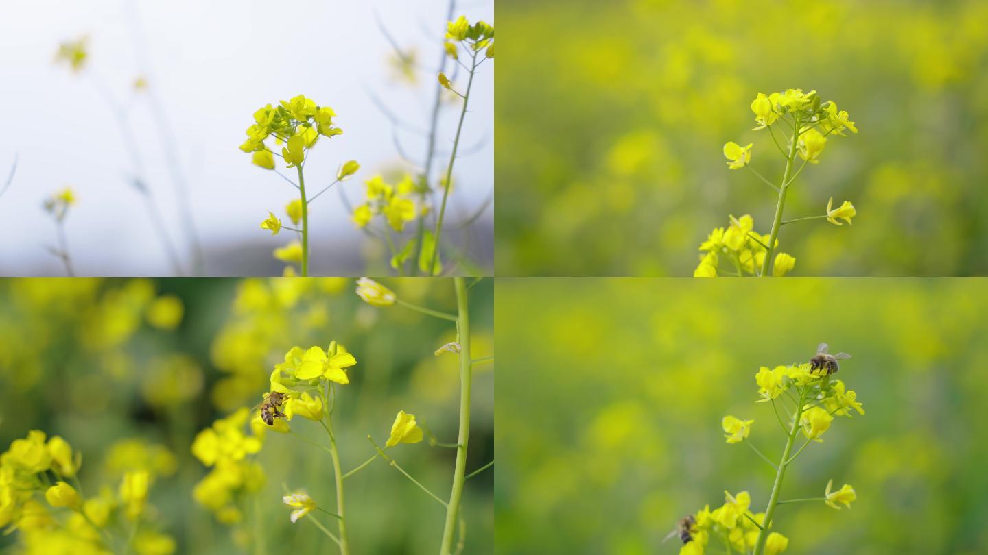 油菜花