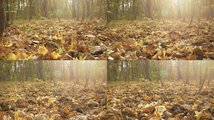 秋天森林里的落叶黄枯萎树林