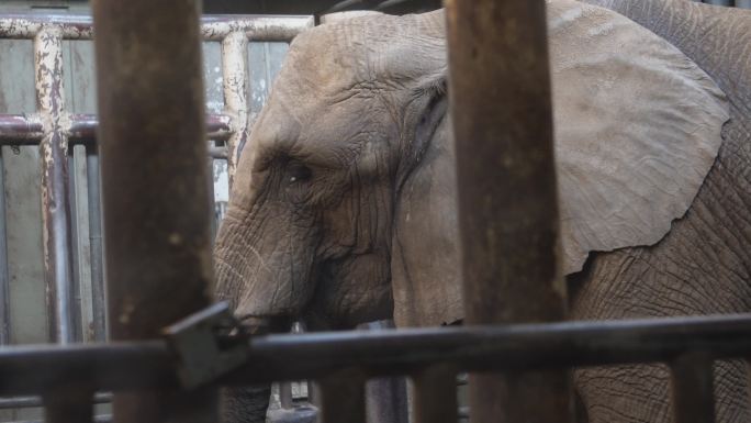 关在笼子里的大象眼睛耳朵象牙 (5)