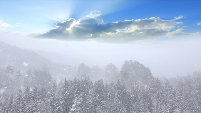 降雪背景雪松松树大雪中雪雪景