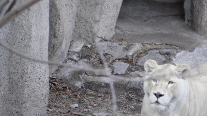 动物园里的母狮子白狮子散步 (5)