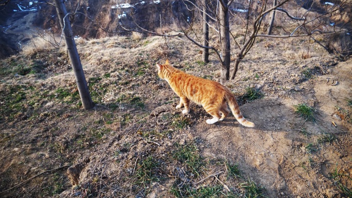 橘猫习性观察5