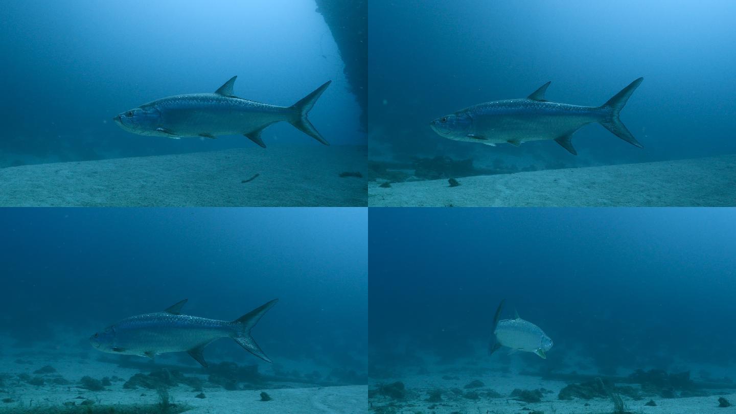 海底里的鱼观赏鱼水族馆蓝色海水