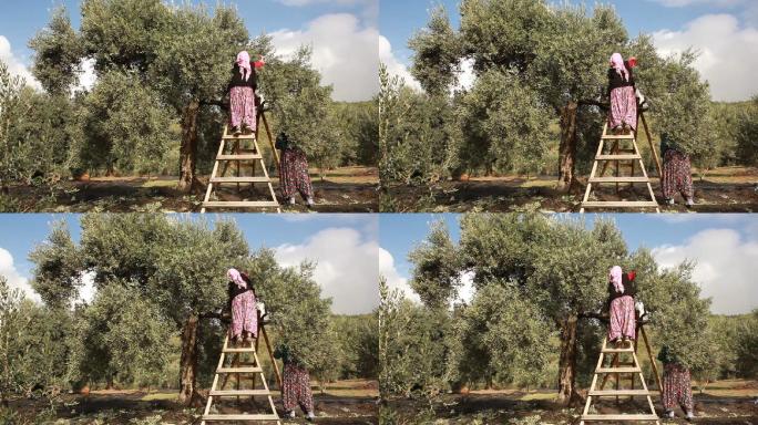 橄榄采摘阳光橄榄树树木