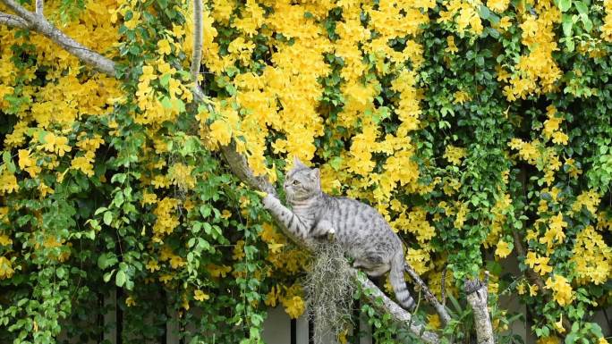 斑猫爬在树上