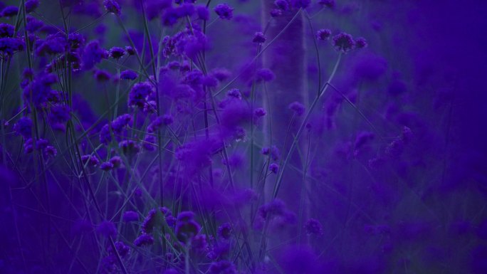 紫色小花 紫色花朵