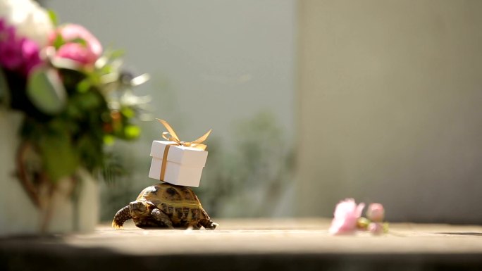 乌龟壳上的礼物精心送给爱人的惊喜创意视频