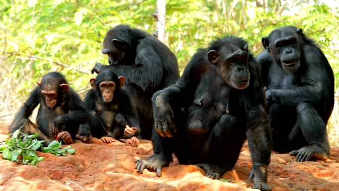 黑猩猩种群繁衍自然生态环境悠闲