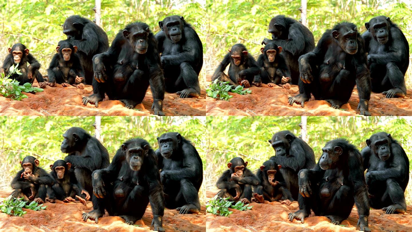 黑猩猩种群繁衍自然生态环境悠闲