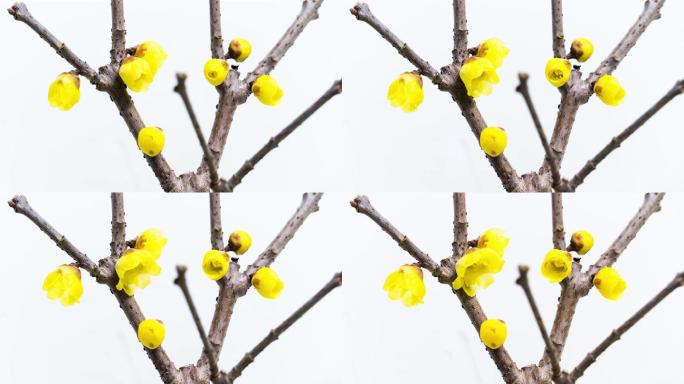延时拍摄绽放的黄色腊梅花朵