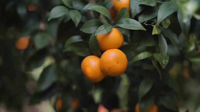 柑橘橘子沃柑航拍果园特写水果