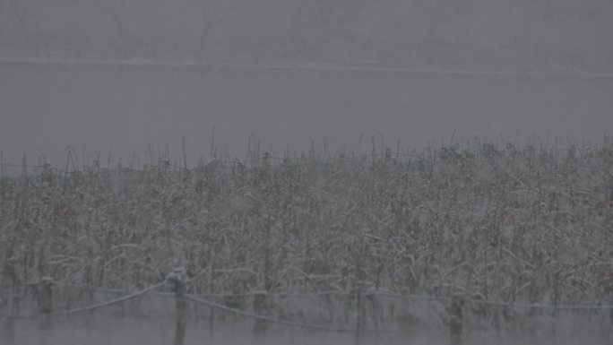 西湖雪景残荷log素材