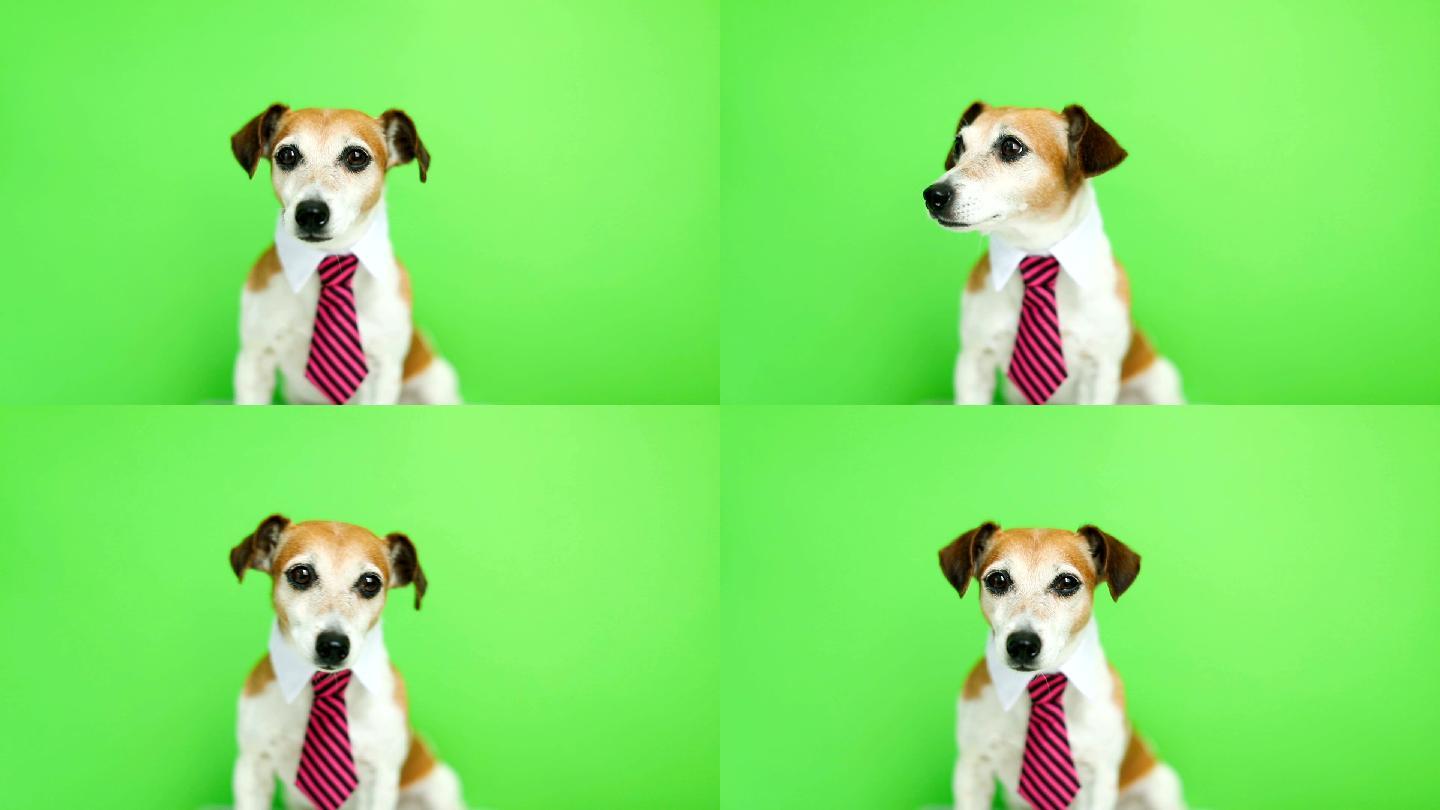 戴着衬衫领子的狗坐着，转过头看着摄像机。