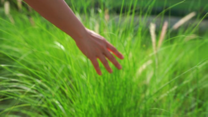 手触摸着草地。抚摸小草野草芦苇大自然文艺