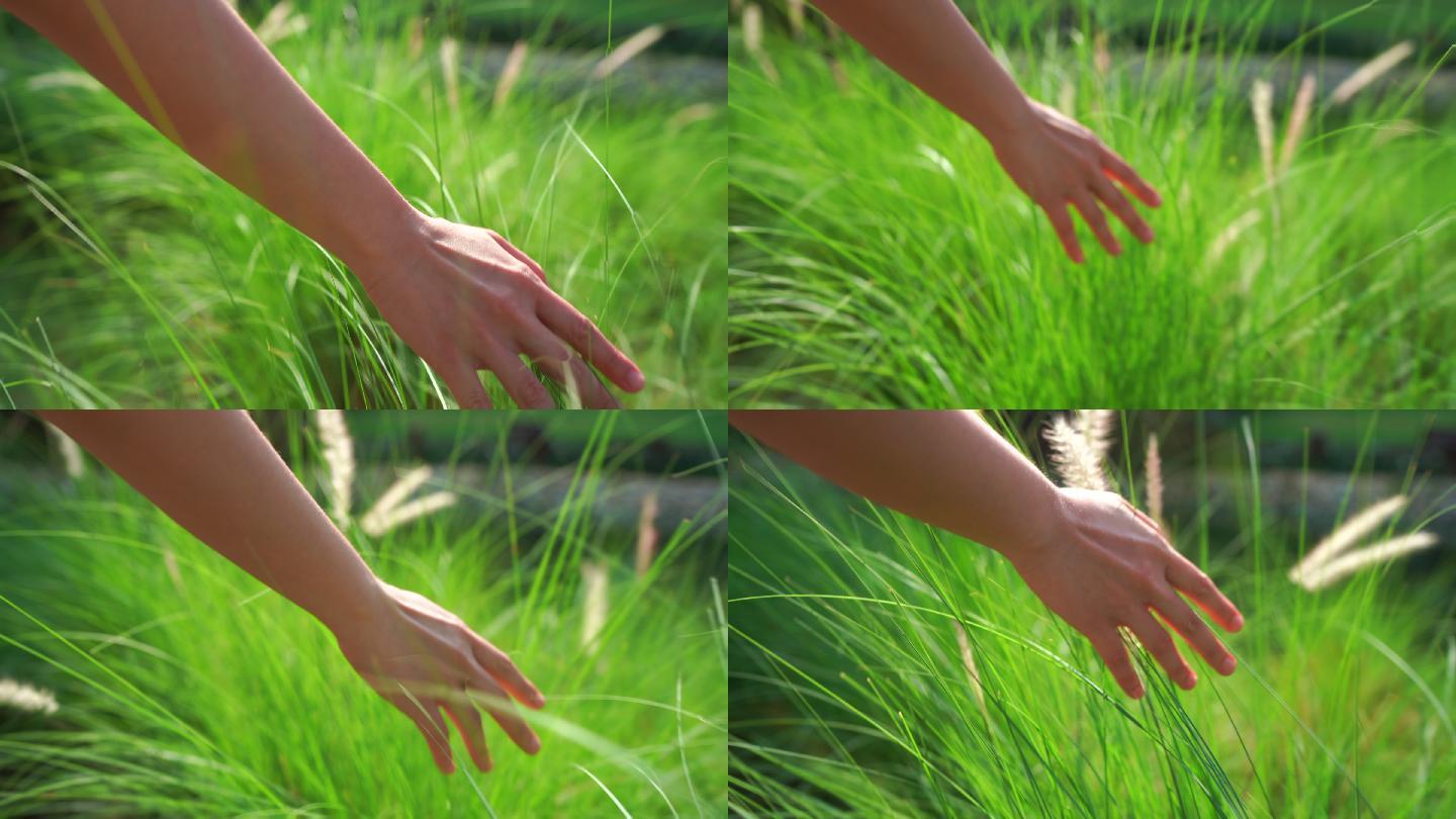 手触摸着草地。抚摸小草野草芦苇大自然文艺