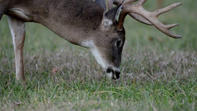 白尾鹿在草地上吃草