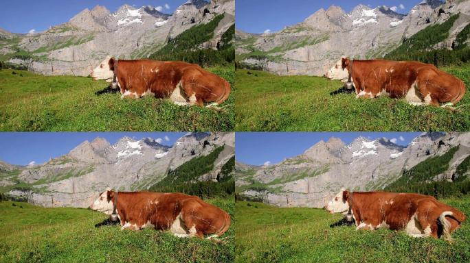奶牛躺在高山草甸的草地上