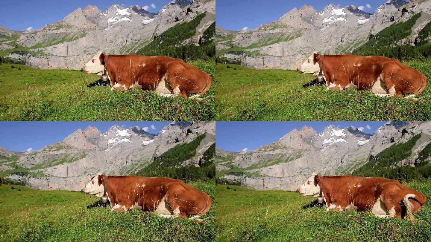 奶牛躺在高山草甸的草地上
