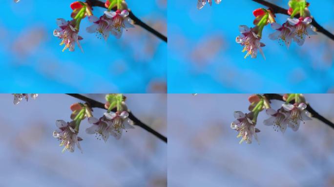 樱花 野樱桃花 花朵 阳光下的花朵