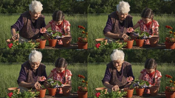 孙女和祖母在花园里种花。