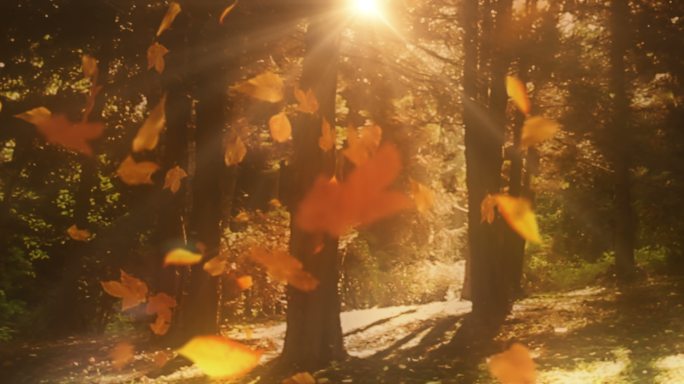 金色落叶的神奇森林