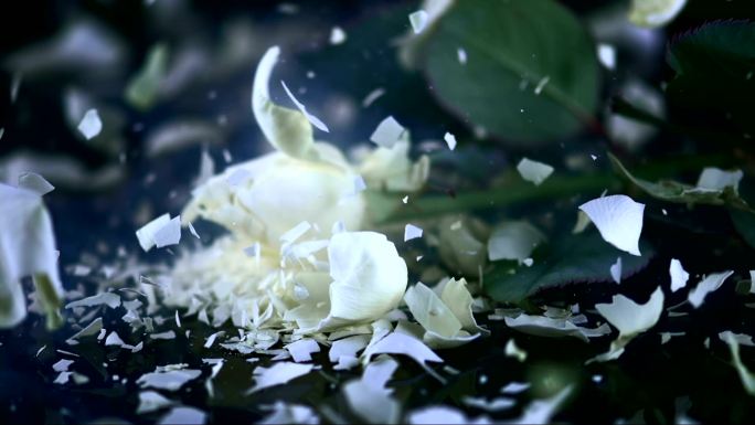 白玫瑰破裂成碎片在黑色表面上