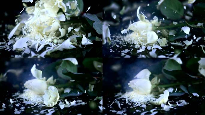 白玫瑰破裂成碎片在黑色表面上
