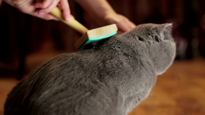 小猫在家梳洗梳理毛发爱猫人士毛刷脱毛