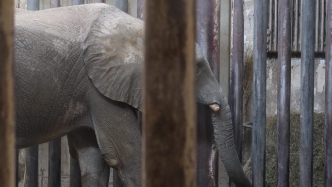 关在笼子里的大象眼睛耳朵象牙 (3)