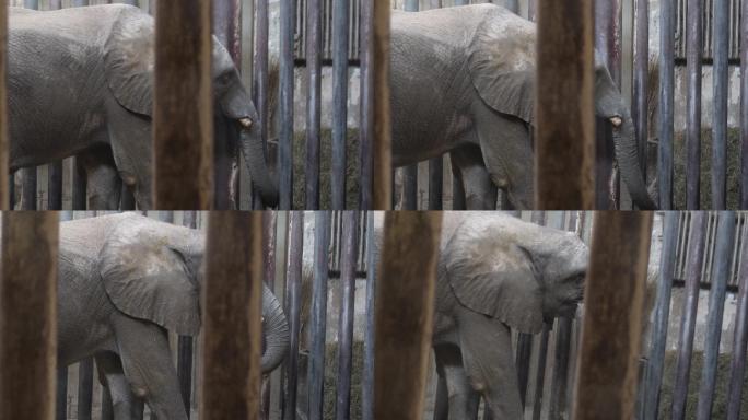 关在笼子里的大象眼睛耳朵象牙 (3)