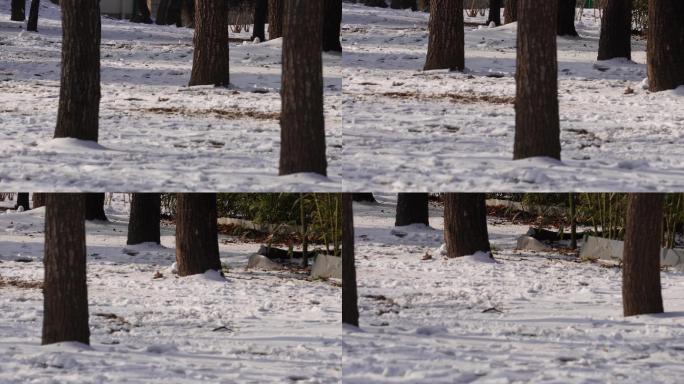 冬季下雪树林孩子打雪仗玩雪 (3)