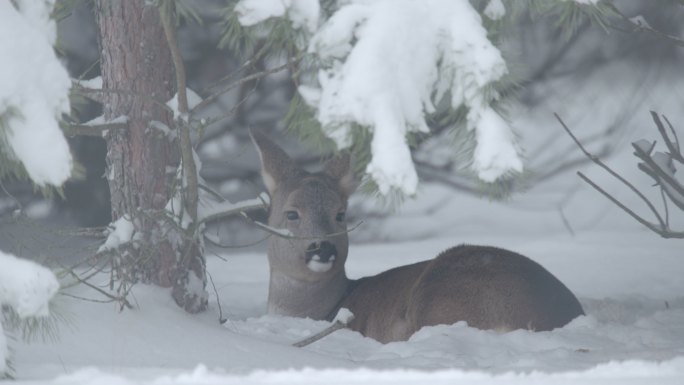 狍子卧在雪地中傻狍子