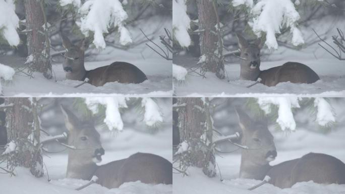 狍子卧在雪地中傻狍子