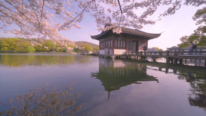 杭州西湖春天樱花盛开