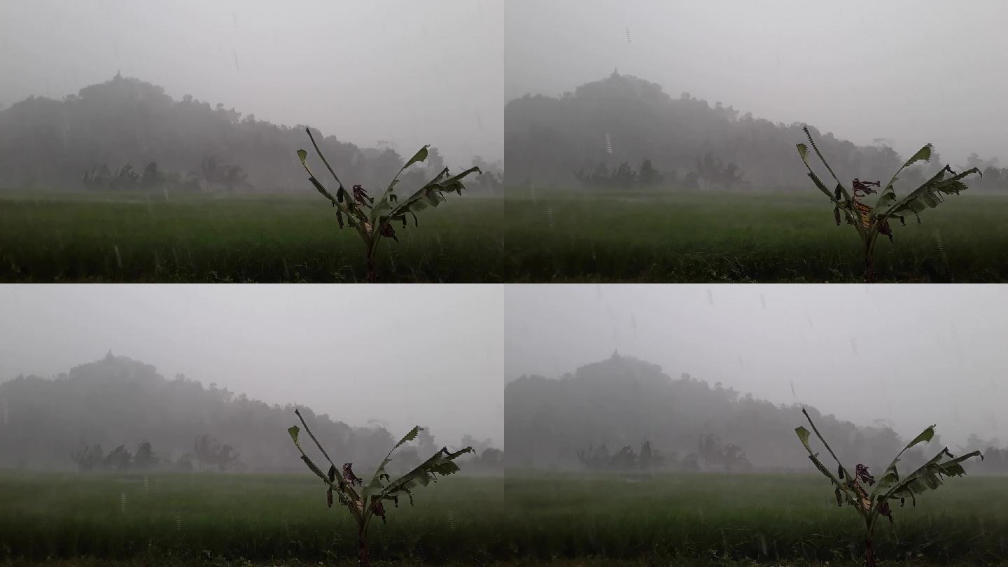 稻田、暴雨和强风宣传片视频素材