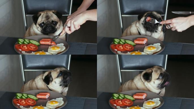 吃东西的小狗营养均衡