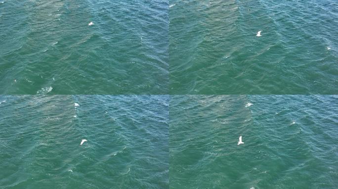 4K海鸥在大海上飞行慢动作