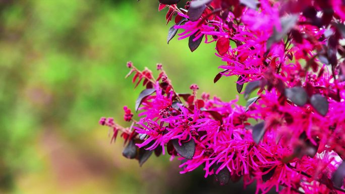 中国水墨笔画转场模板