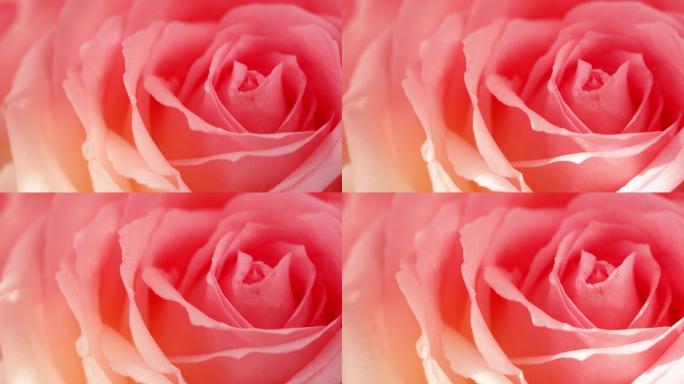 柔和的粉色玫瑰花玫瑰花特写光影