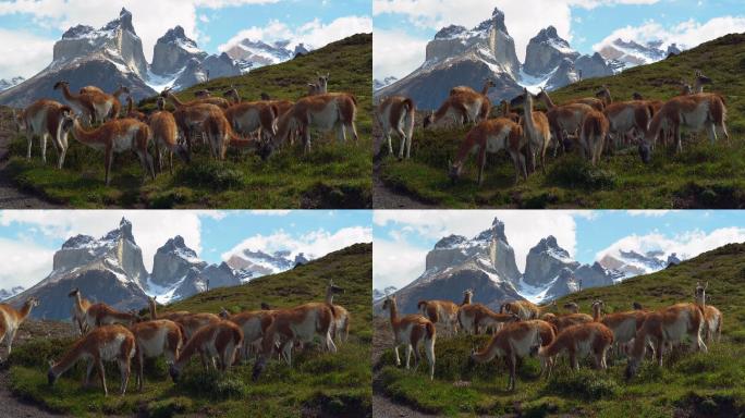 羊驼雪山脚下自然生态环境可持续发展