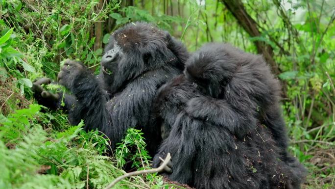 野生大猩猩黑猩猩热带雨林西非中非原始森林