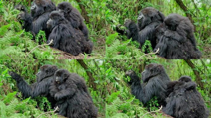 野生大猩猩黑猩猩热带雨林西非中非原始森林