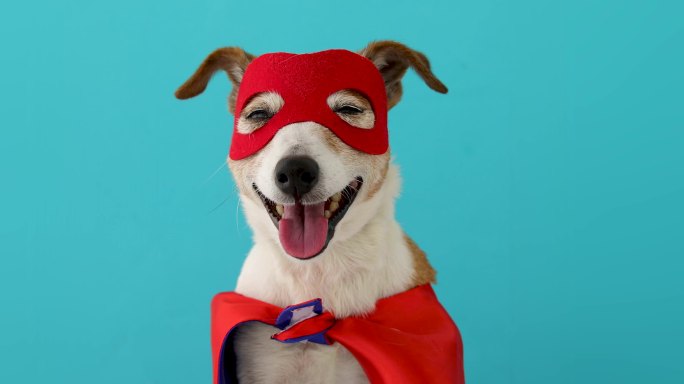 狗狗超级英雄服装玩耍圣诞节闪电侠