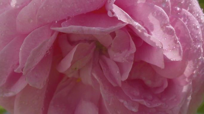 一朵大玫瑰花在雨中随风摇曳