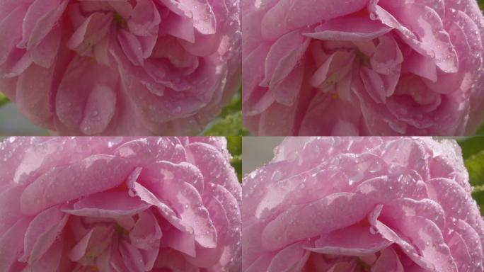 一朵大玫瑰花在雨中随风摇曳